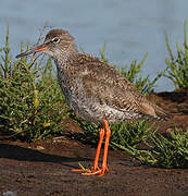 Common Redshank