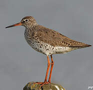 Common Redshank