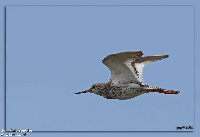 Common Redshank, Flight