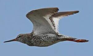 Common Redshank