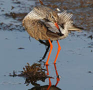 Common Redshank