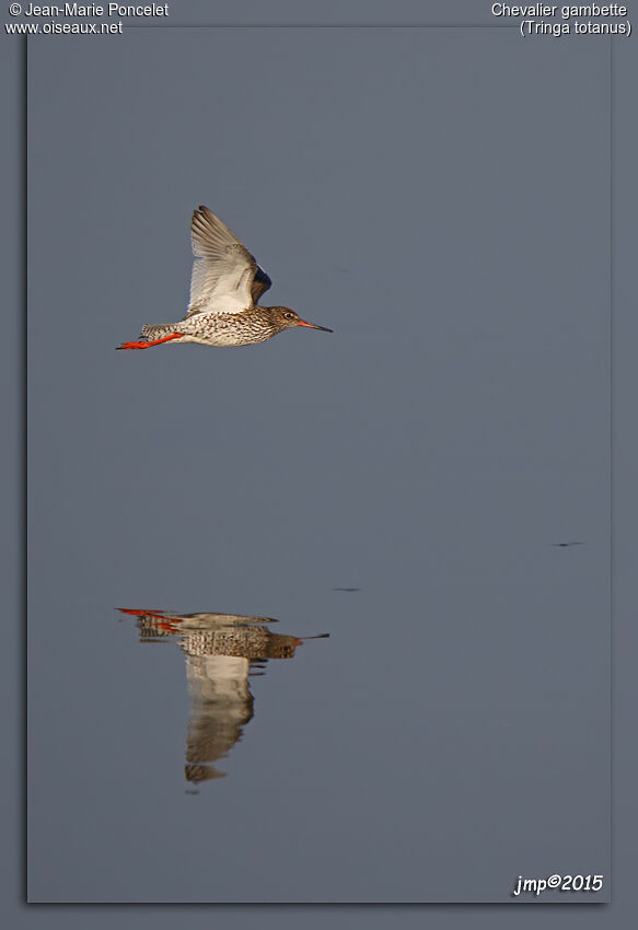 Common Redshank