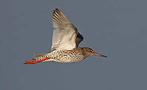 Common Redshank