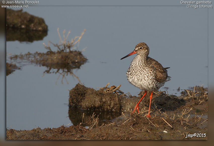 Common Redshank