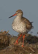 Common Redshank