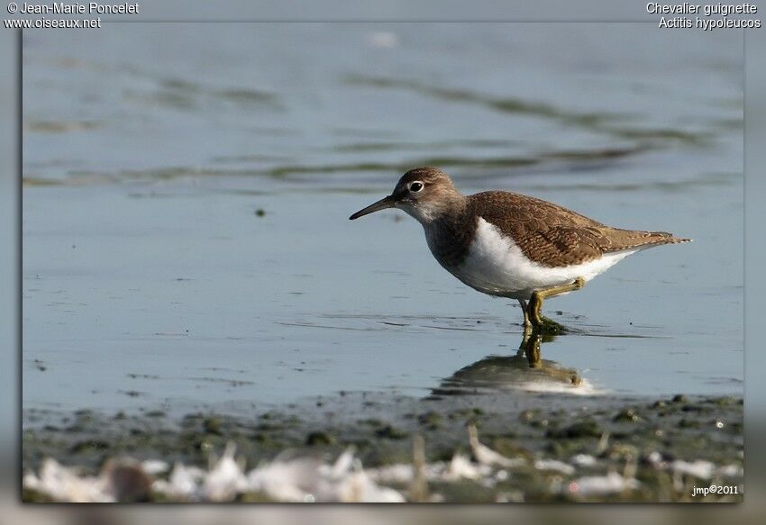 Common Sandpiper