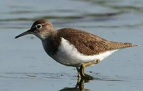 Common Sandpiper