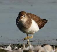 Common Sandpiper