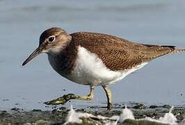 Common Sandpiper