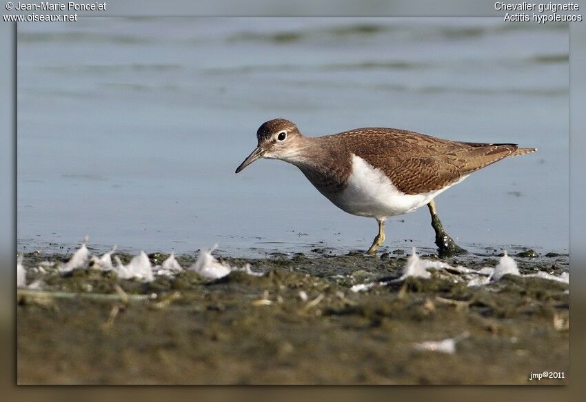 Common Sandpiper