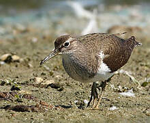 Common Sandpiper