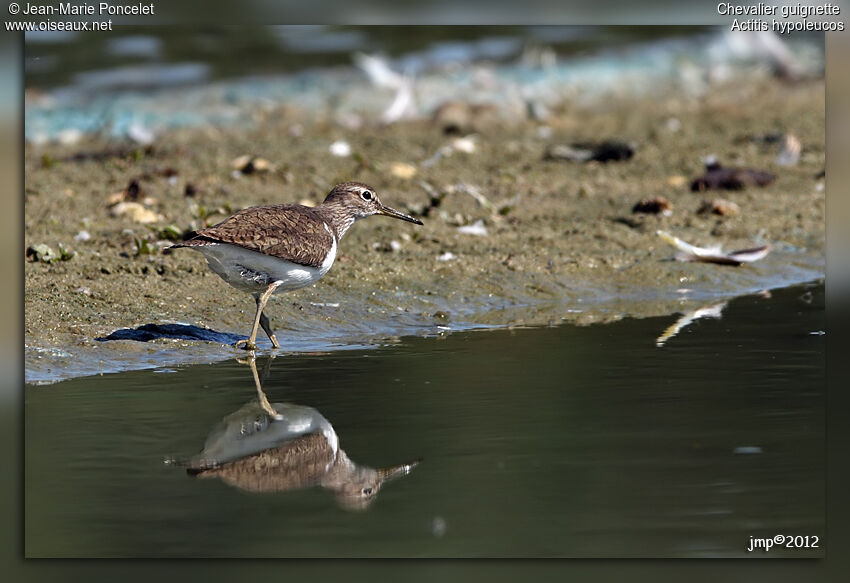 Common Sandpiper