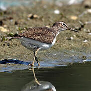 Common Sandpiper