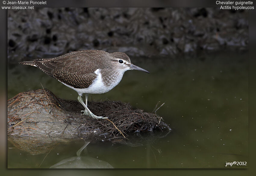 Common Sandpiper