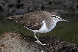 Common Sandpiper