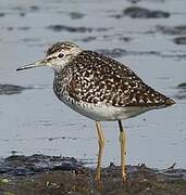 Wood Sandpiper