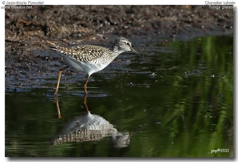 Wood Sandpiper