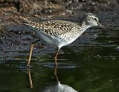 Wood Sandpiper