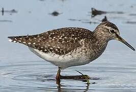 Wood Sandpiper