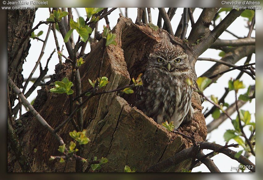 Little Owl