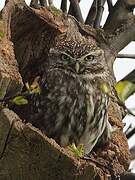 Little Owl