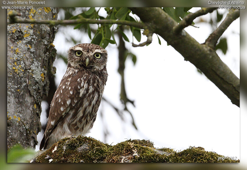 Little Owl