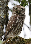 Little Owl