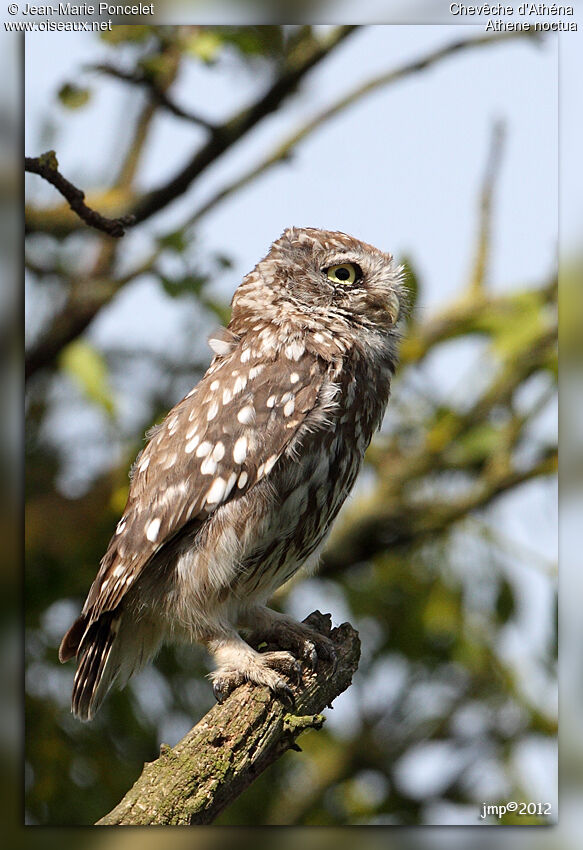 Little Owl