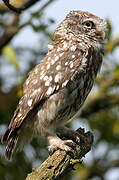 Little Owl