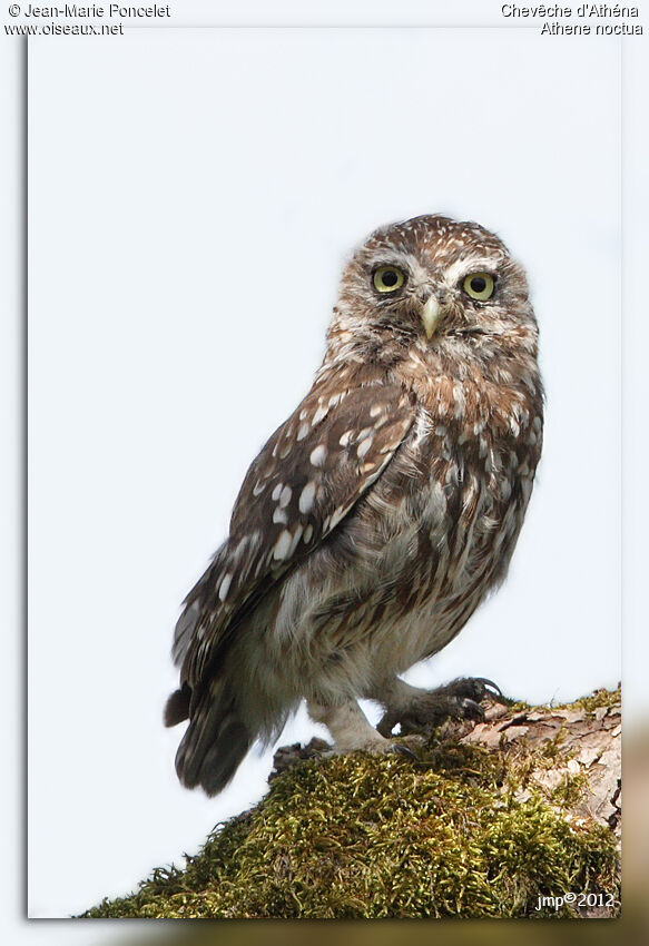 Little Owl