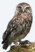 Little Owl