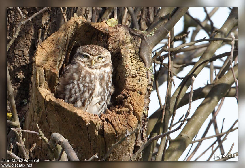 Little Owladult, Reproduction-nesting