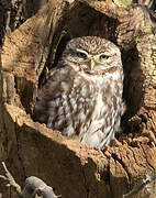 Little Owl