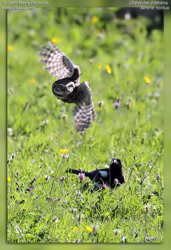 Little Owl