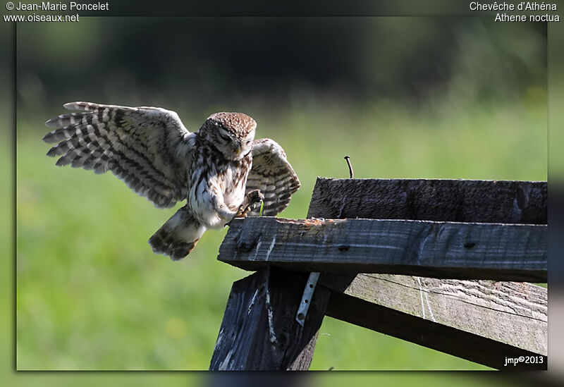 Little Owl