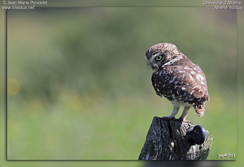 Little Owl