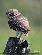 Little Owl