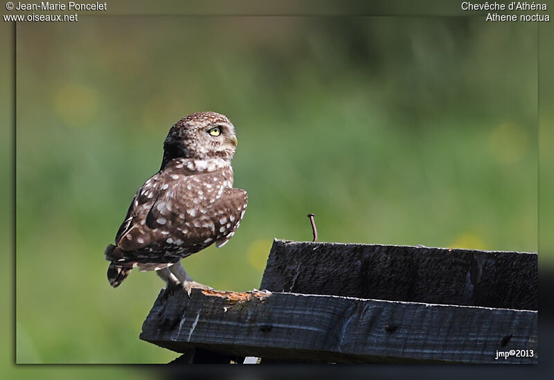 Little Owl