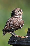 Little Owl