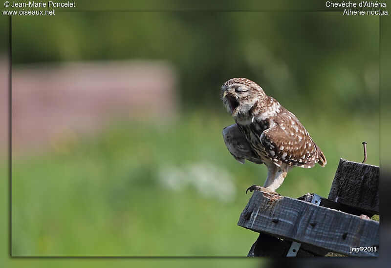 Little Owl