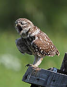 Little Owl