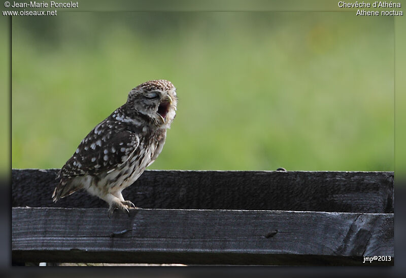 Little Owl