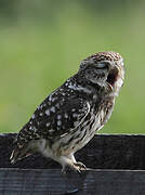 Little Owl