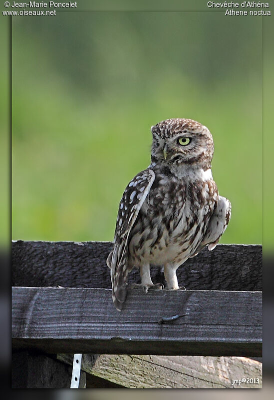 Little Owl