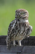 Little Owl