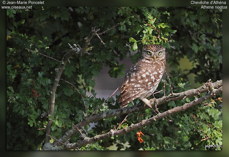 Little Owl