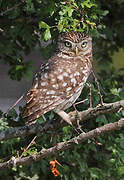 Little Owl