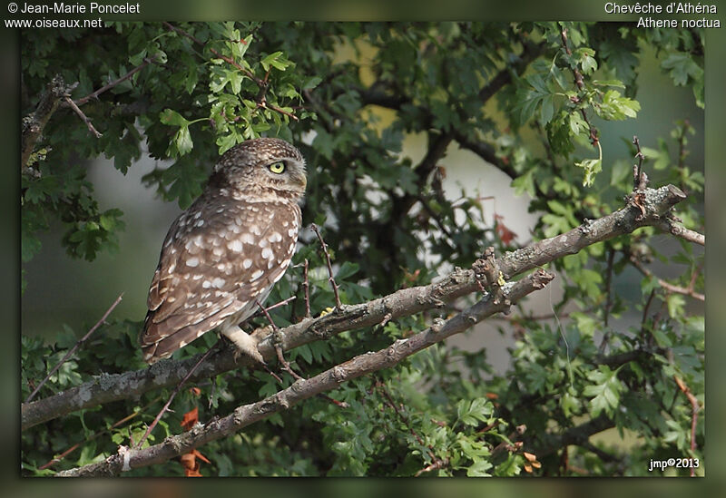 Little Owl