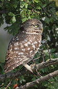 Little Owl