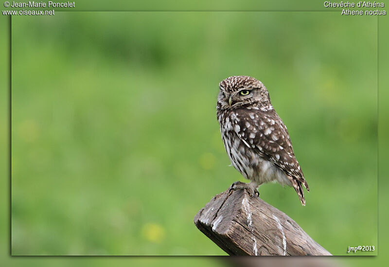 Little Owl